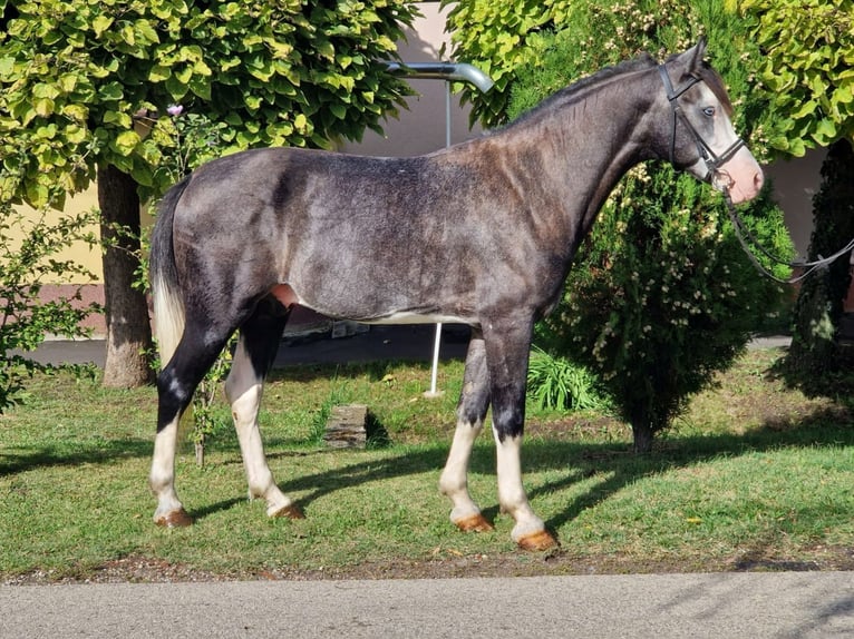 Fler ponnyer/små hästar Blandning Valack 6 år 142 cm Gråskimmel in Norderstedt