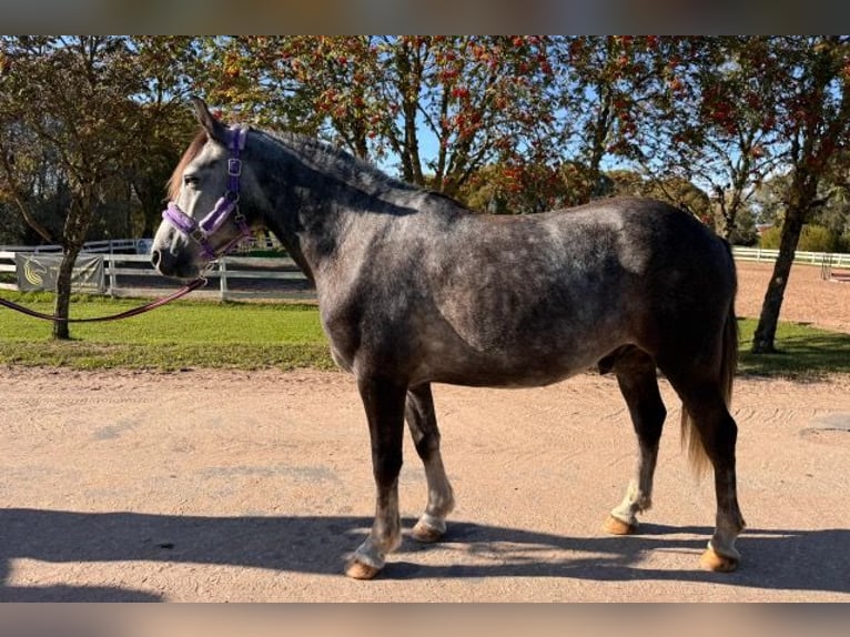 Fler ponnyer/små hästar Valack 6 år 143 cm Grå in Wellheim