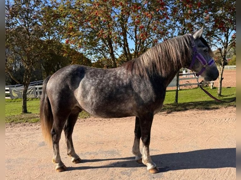 Fler ponnyer/små hästar Valack 6 år 143 cm Grå in Wellheim