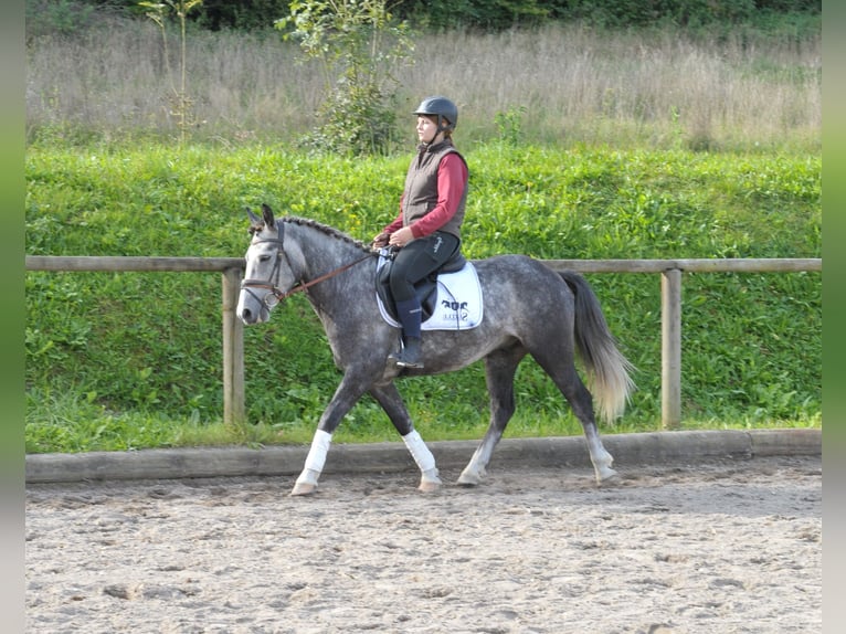 Fler ponnyer/små hästar Valack 6 år 143 cm Grå in Wellheim