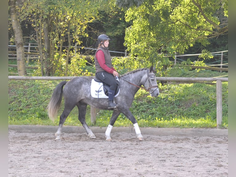 Fler ponnyer/små hästar Valack 6 år 143 cm Grå in Wellheim