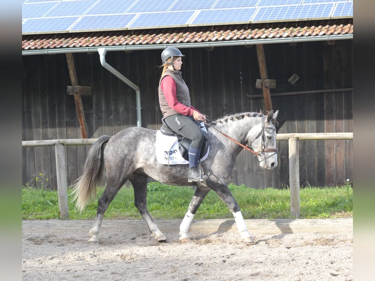 Fler ponnyer/små hästar Valack 6 år 143 cm Grå in Wellheim