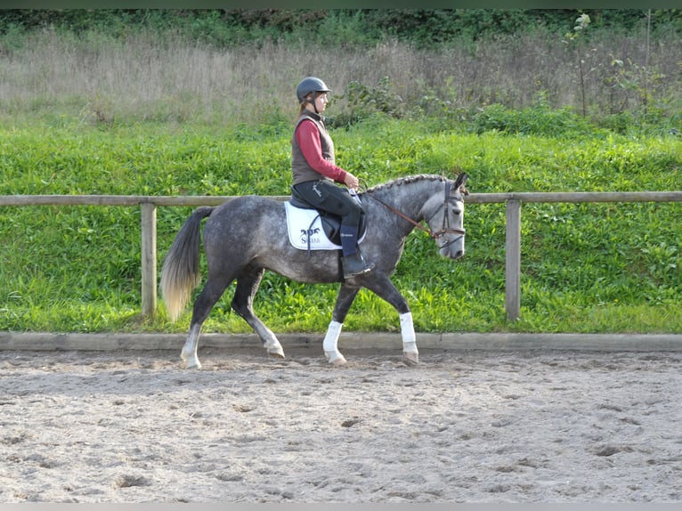 Fler ponnyer/små hästar Valack 6 år 143 cm Grå in Wellheim