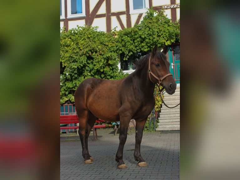 Fler ponnyer/små hästar Blandning Valack 6 år 145 cm Brun in Knüllwald