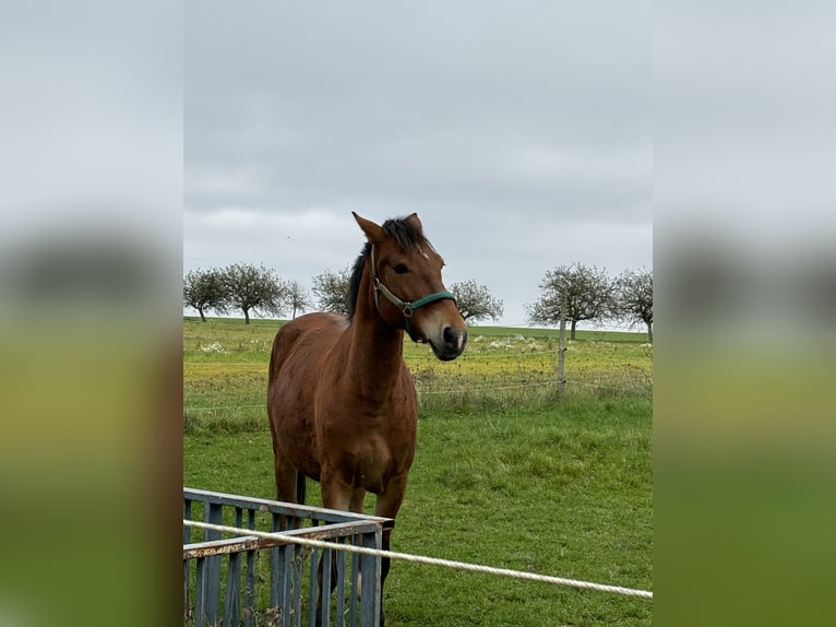 Fler ponnyer/små hästar Blandning Valack 6 år 145 cm Brun in Unkenbach