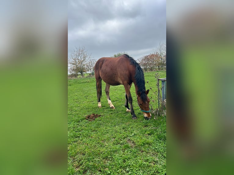 Fler ponnyer/små hästar Blandning Valack 6 år 145 cm Brun in Unkenbach