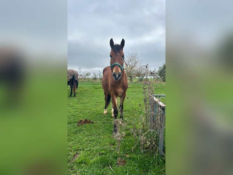 Fler ponnyer/små hästar Blandning Valack 6 år 145 cm Brun in Unkenbach