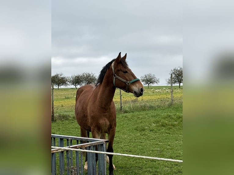 Fler ponnyer/små hästar Blandning Valack 6 år 145 cm Brun in Unkenbach