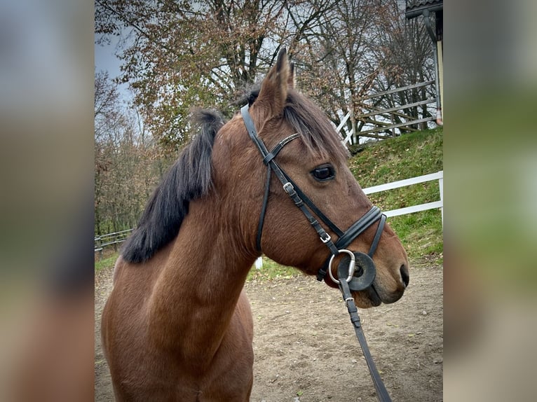 Fler ponnyer/små hästar Valack 6 år 145 cm Brun in Pelmberg