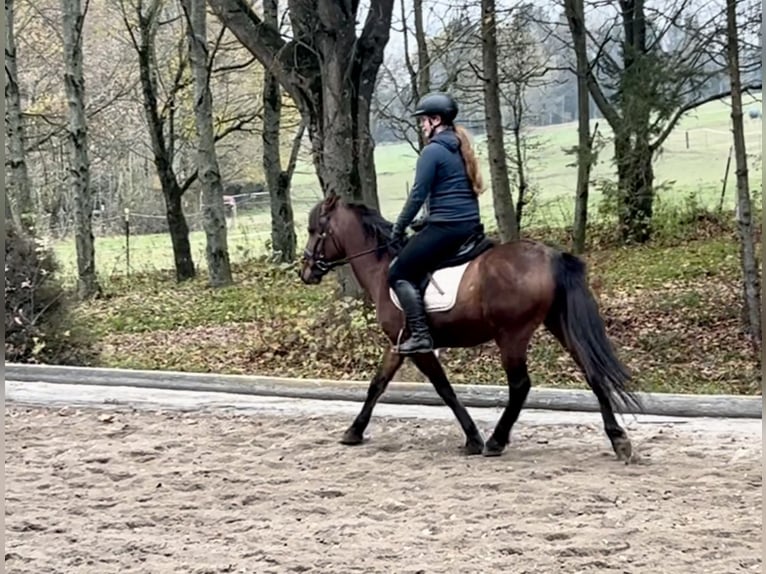 Fler ponnyer/små hästar Valack 6 år 145 cm Brun in Pelmberg