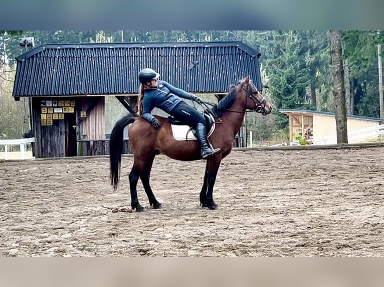 Fler ponnyer/små hästar Valack 6 år 145 cm Brun in Pelmberg