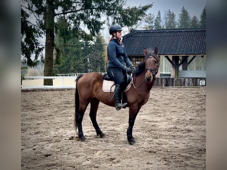 Fler ponnyer/små hästar Valack 6 år 145 cm Brun in Pelmberg