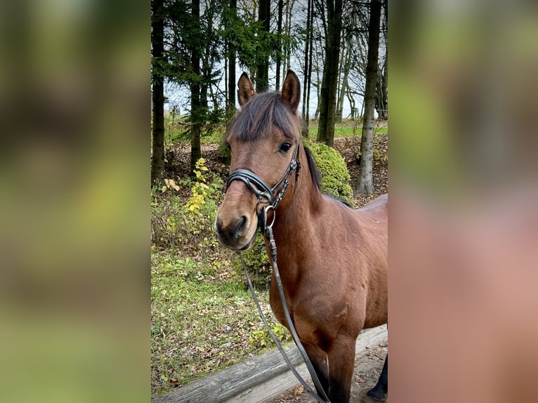 Fler ponnyer/små hästar Valack 6 år 145 cm Brun in Pelmberg