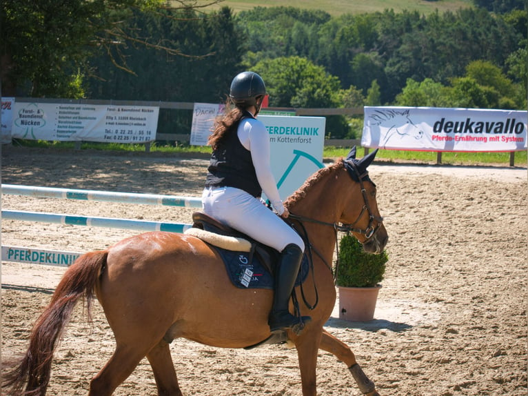 Fler ponnyer/små hästar Blandning Valack 6 år 148 cm fux in Meckenheim