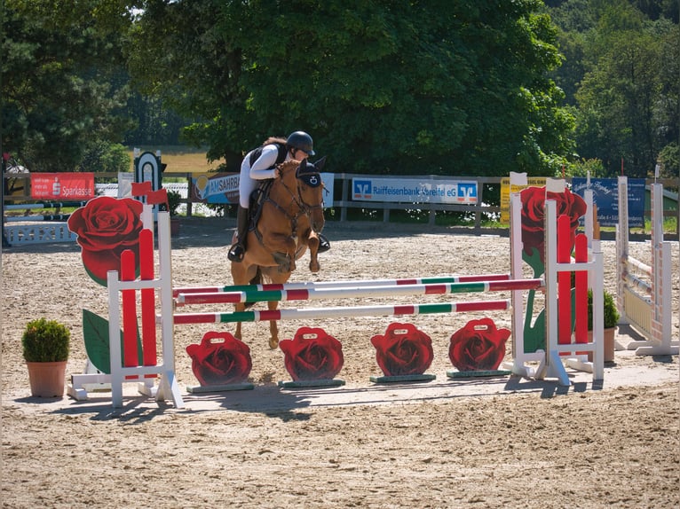 Fler ponnyer/små hästar Blandning Valack 6 år 148 cm fux in Meckenheim