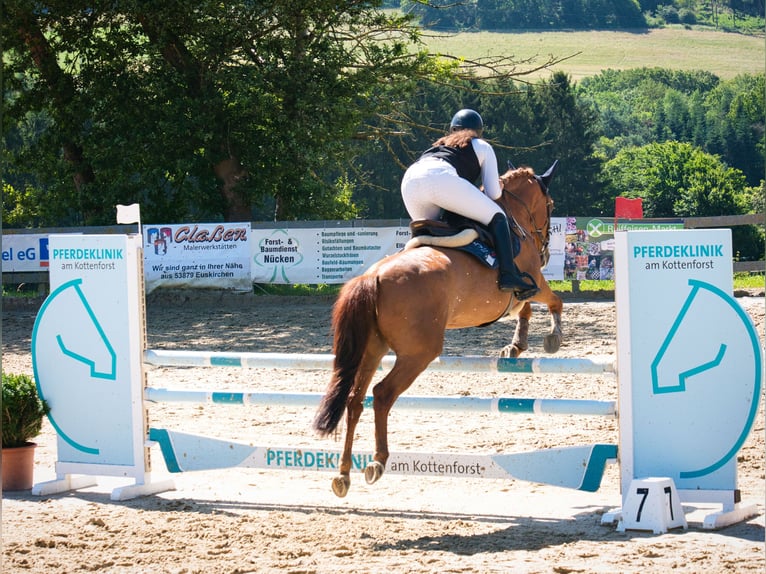 Fler ponnyer/små hästar Blandning Valack 6 år 148 cm fux in Meckenheim