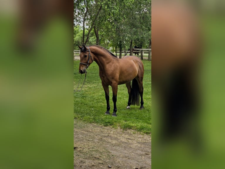 Fler ponnyer/små hästar Valack 6 år 150 cm in Deggendorf