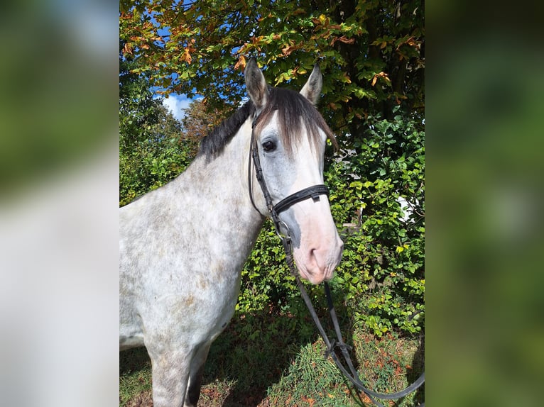 Fler ponnyer/små hästar Blandning Valack 6 år 150 cm Grå in Alsbach-Hähnlein