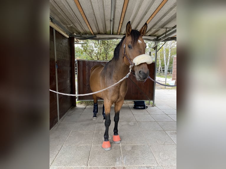 Fler ponnyer/små hästar Blandning Valack 6 år 153 cm Brun in Speyer