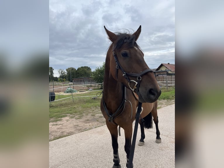 Fler ponnyer/små hästar Blandning Valack 6 år 153 cm Brun in Speyer