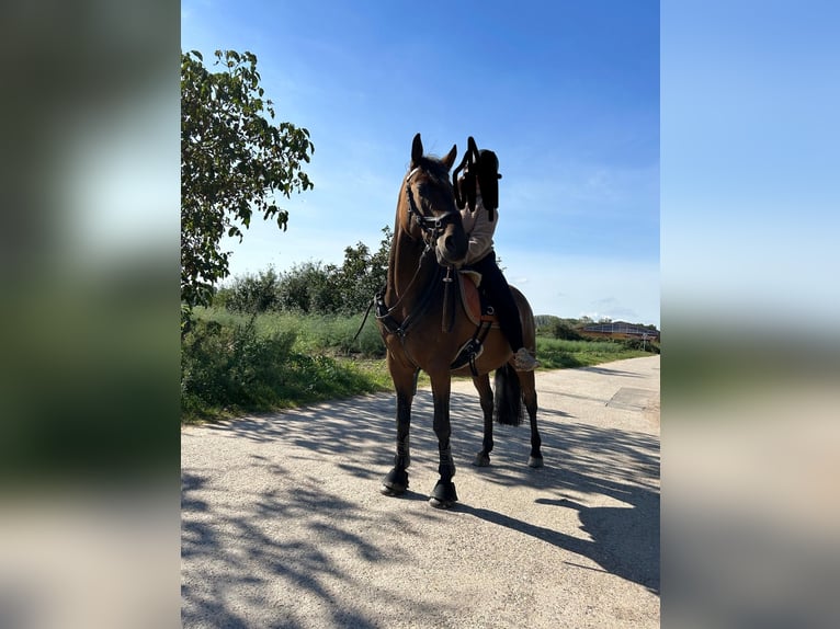 Fler ponnyer/små hästar Blandning Valack 6 år 153 cm Brun in Speyer