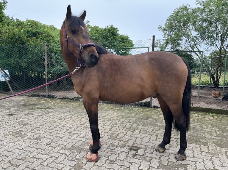 Fler ponnyer/små hästar Blandning Valack 6 år 153 cm Brun in Speyer