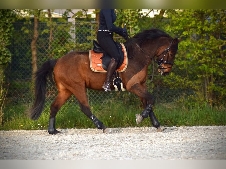 Fler ponnyer/små hästar Blandning Valack 6 år 153 cm Brun in Speyer