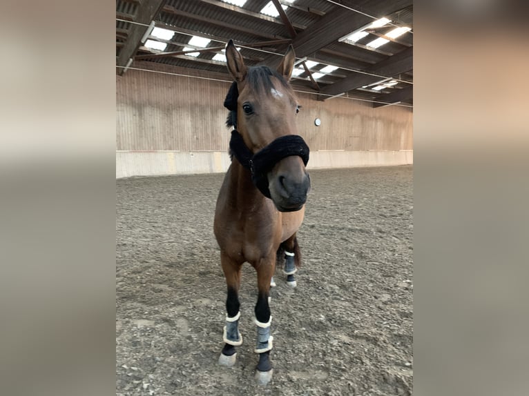 Fler ponnyer/små hästar Blandning Valack 6 år 153 cm Brun in Speyer