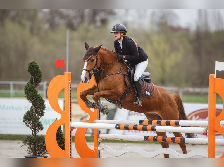 Fler ponnyer/små hästar Valack 6 år 155 cm fux in Herford