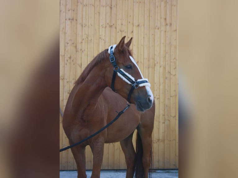 Fler ponnyer/små hästar Valack 6 år 155 cm fux in Herford