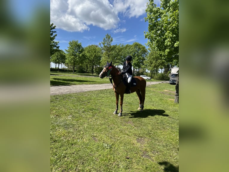 Fler ponnyer/små hästar Valack 6 år 155 cm fux in Herford