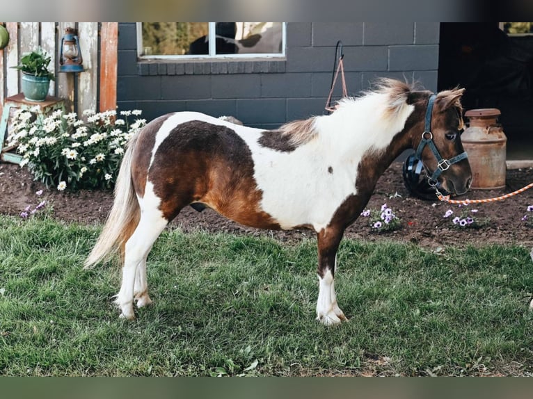 Fler ponnyer/små hästar Valack 6 år 89 cm in Apple Creek, OH