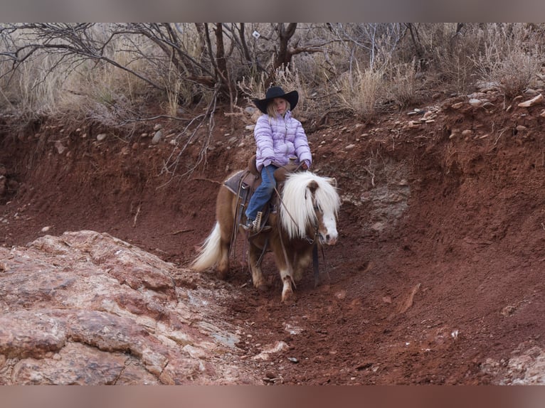 Fler ponnyer/små hästar Valack 6 år 91 cm Fux in Canyon