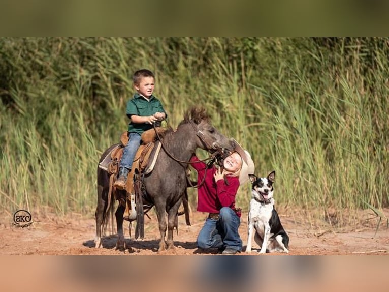 Fler ponnyer/små hästar Valack 6 år 91 cm Grå in Canyon, TX