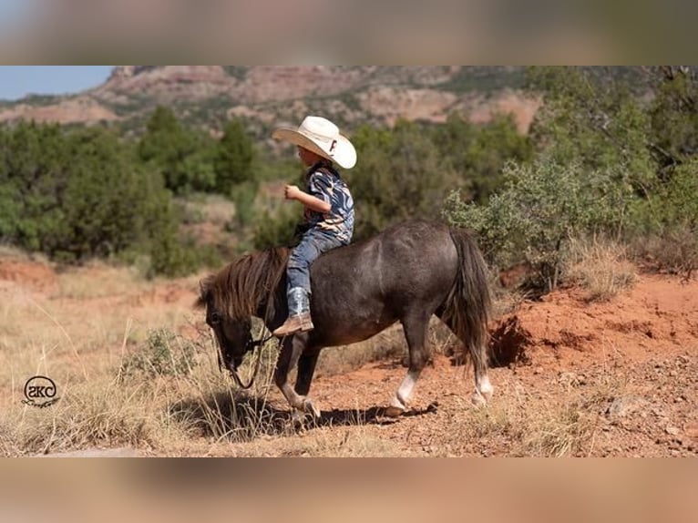 Fler ponnyer/små hästar Valack 6 år 91 cm Grå in Canyon, TX