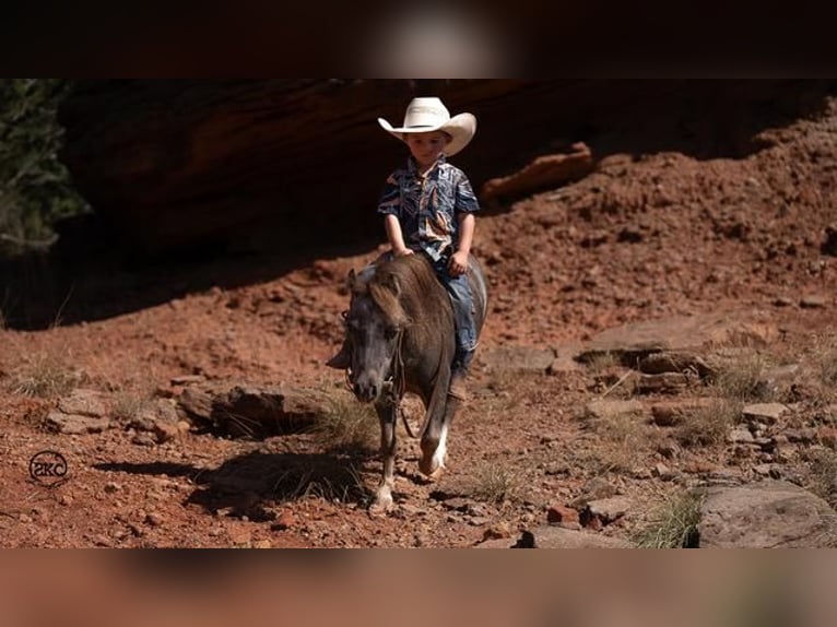 Fler ponnyer/små hästar Valack 6 år 91 cm Grå in Canyon, TX