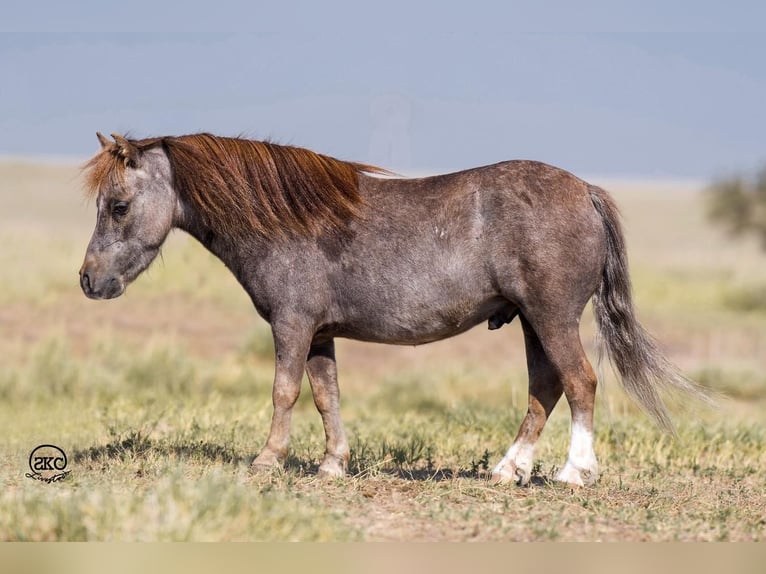 Fler ponnyer/små hästar Valack 6 år 91 cm Grå in Canyon, TX