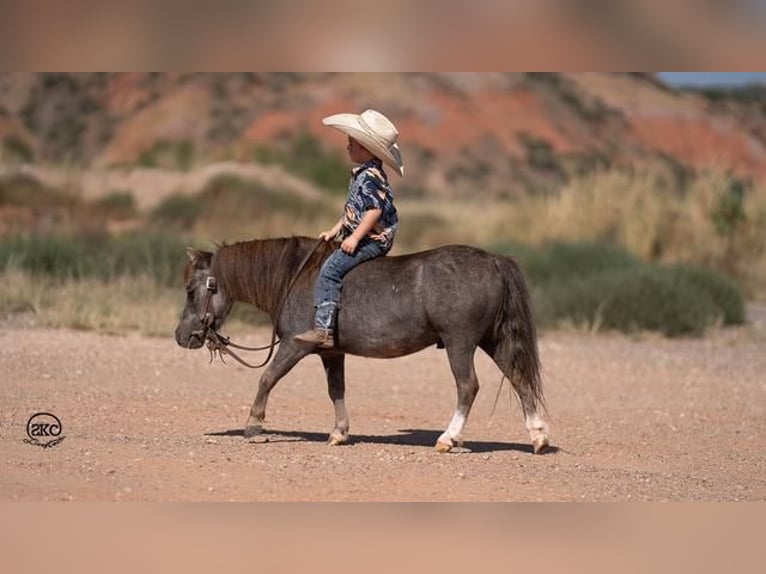 Fler ponnyer/små hästar Valack 6 år 91 cm Grå in Canyon, TX