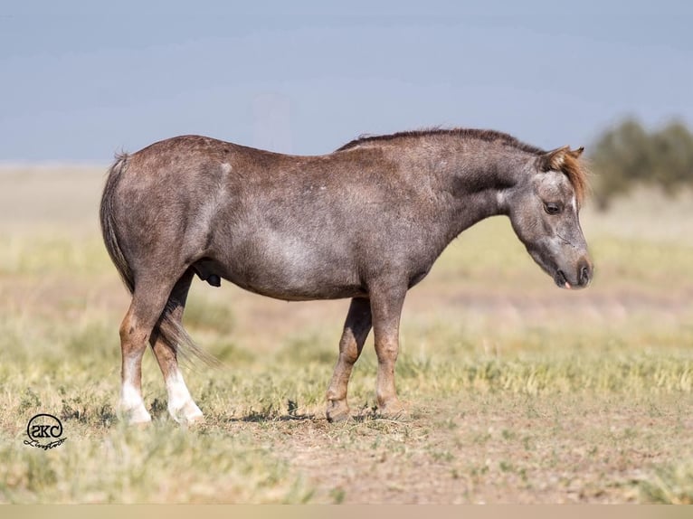 Fler ponnyer/små hästar Valack 6 år 91 cm Grå in Canyon, TX