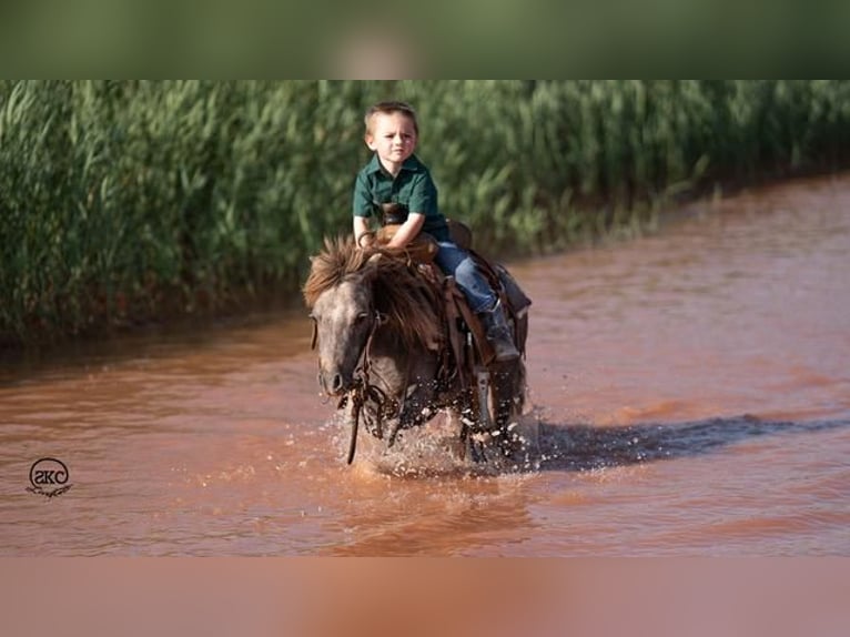 Fler ponnyer/små hästar Valack 6 år 91 cm Grå in Canyon, TX