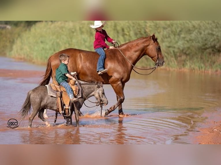 Fler ponnyer/små hästar Valack 6 år 91 cm Grå in Canyon, TX