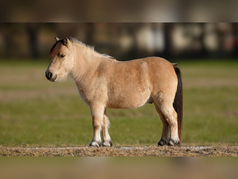 Fler ponnyer/små hästar Valack 6 år 95 cm Gulbrun in Weatherford