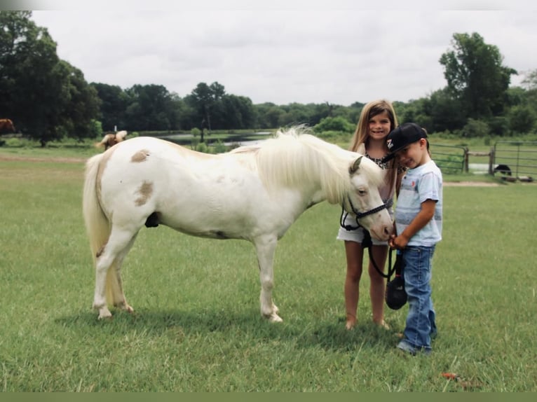 Fler ponnyer/små hästar Valack 6 år 97 cm Black in Carthage, TX
