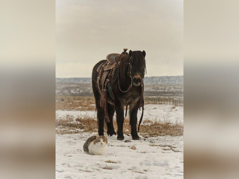 Fler ponnyer/små hästar Valack 6 år 99 cm Brun in Cody, WY