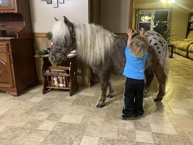 Fler ponnyer/små hästar Valack 6 år 99 cm in Rebersburg, PA