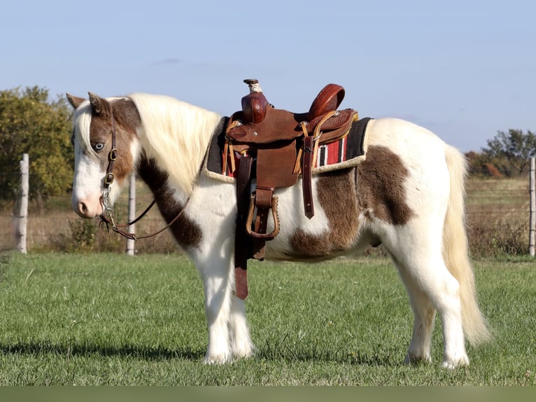 Fler ponnyer/små hästar Valack 6 år 99 cm Pinto in Purdy, MO