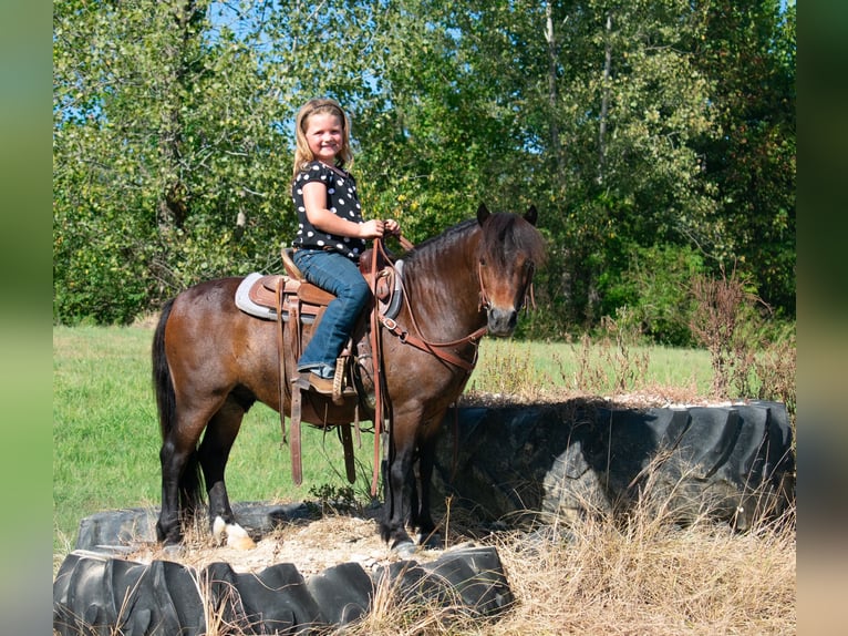 Fler ponnyer/små hästar Valack 7 år 102 cm Brun in Henderson, KY