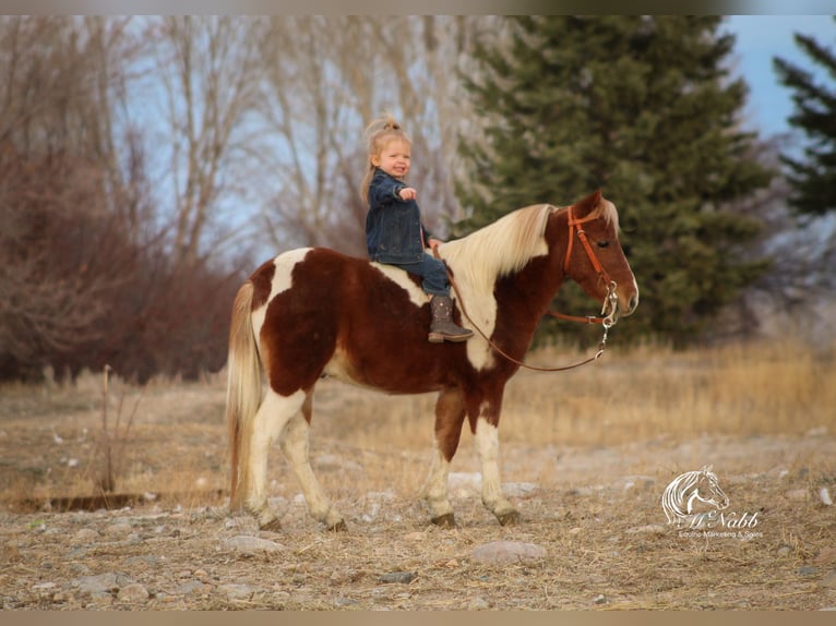 Fler ponnyer/små hästar Valack 7 år 102 cm Fux in Cody