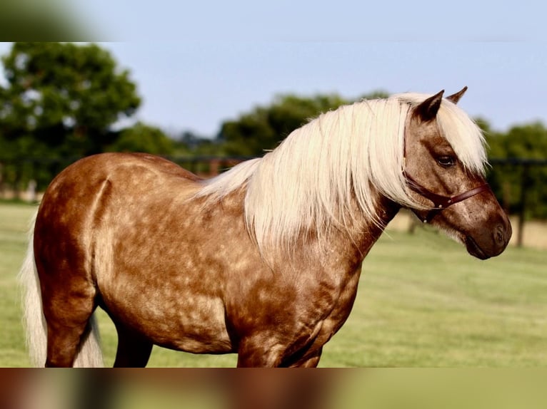 Fler ponnyer/små hästar Valack 7 år 109 cm Palomino in Powell Butte, OR