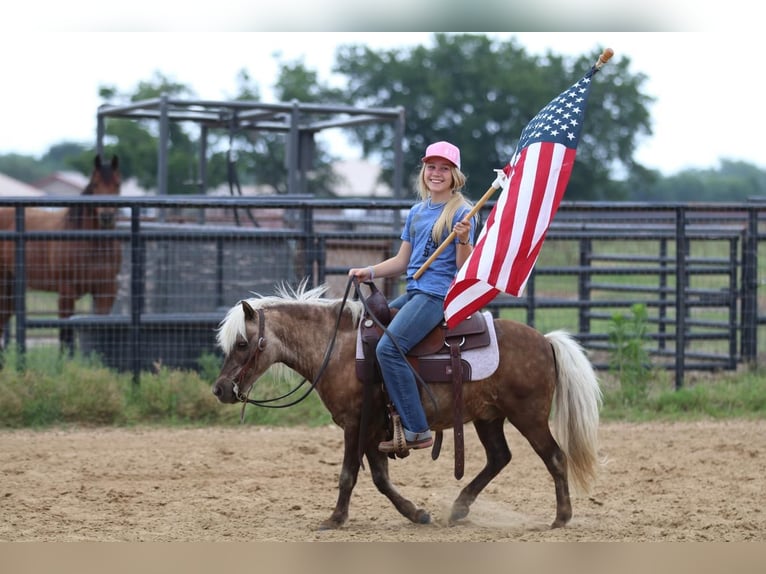 Fler ponnyer/små hästar Valack 7 år 109 cm Palomino in Powell Butte, OR